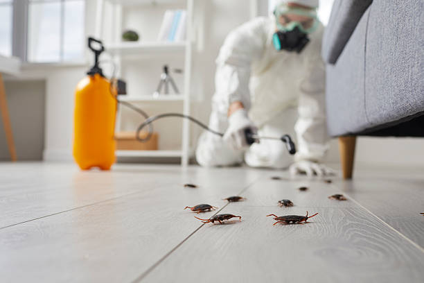 Post-Treatment Bed Bug Interceptor Monitoring in Rio Grande
